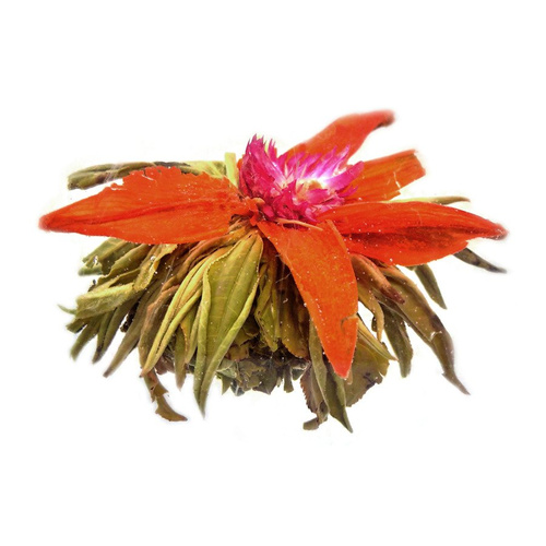 Herbata Biała Kwitnąca `Oko Centuriona`